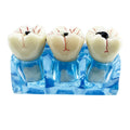 Multi-purpose Oral Hygiene Teaching Tool Dental Decayed Teeth Model for Denture Caries Disease Oral Care Decay Caries Process