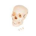 Life-Size Pure PVC Skull Anatomy Model for Medical Science Training Human Skull