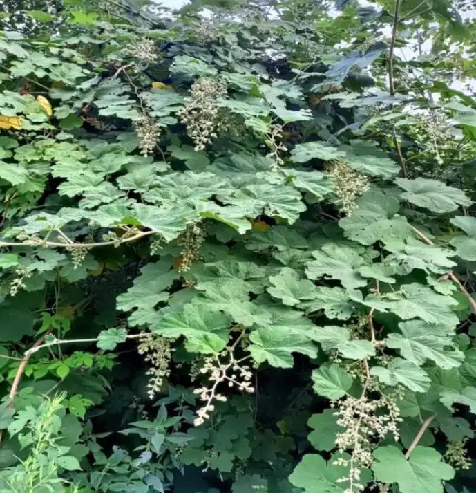 Dried Raw Wild Herb Root of Multibract Raspberry Rubus Multibracteatus for Online Sale