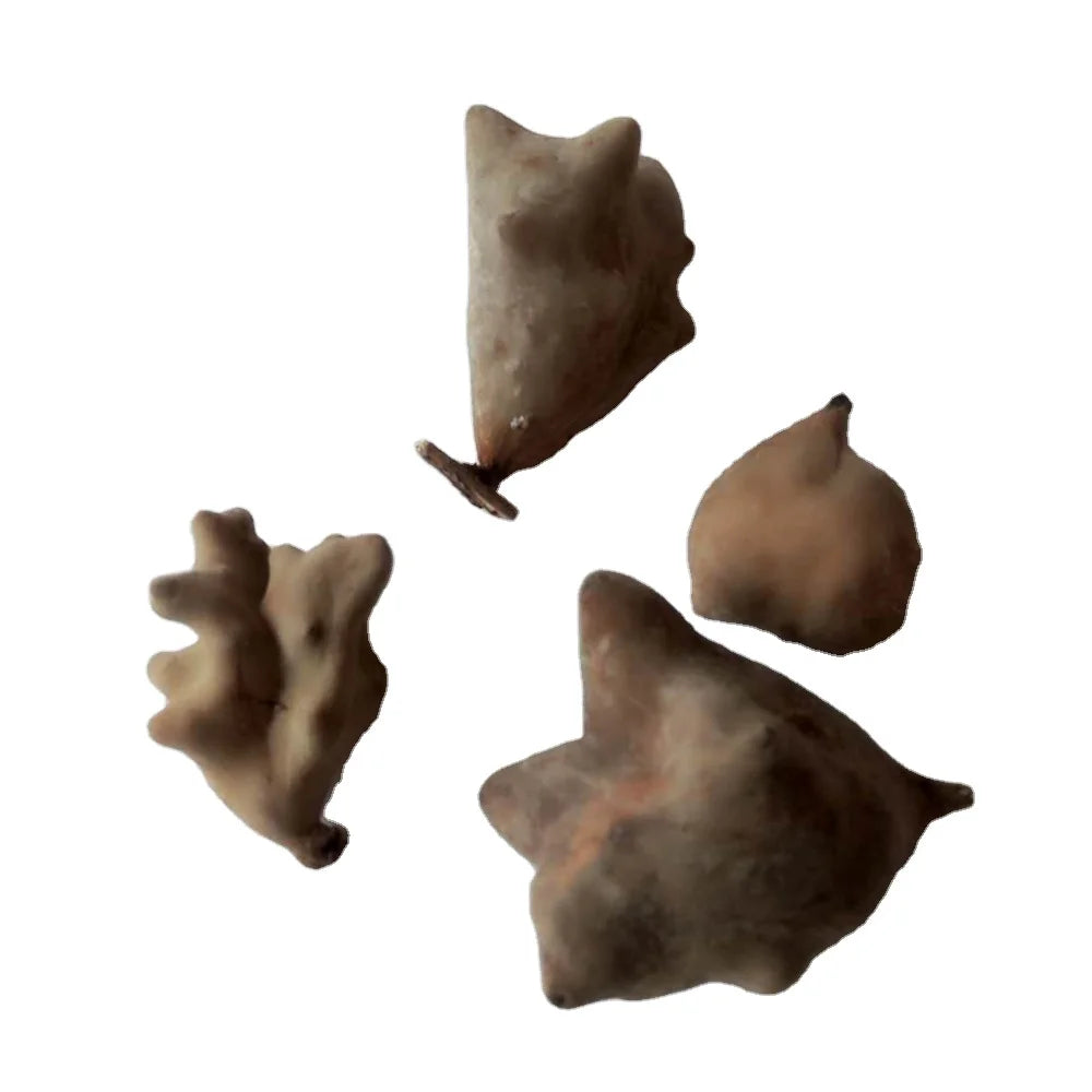 Wubeizi Natural Raw Chinese Herb Chinese Gall Nuts for Selling