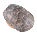 Gui Jia Natural Raw Whole Tortoise Shells for Herb