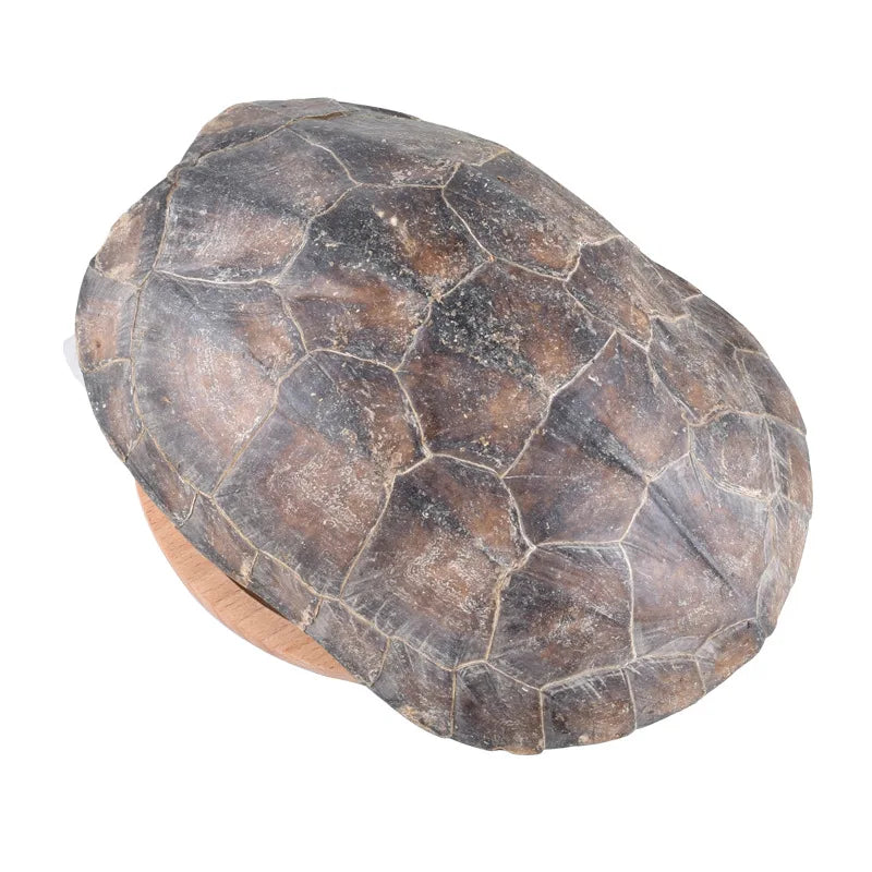 Gui Jia Natural Raw Whole Tortoise Shells for Herb