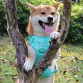 Adjustable Nylon Pet Dog Harness with Soft Padded Vest Fashionable Safety Lead for Large or Small Dogs