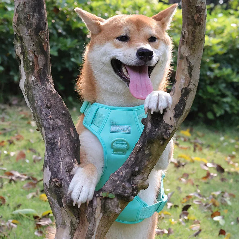 Adjustable Nylon Pet Dog Harness with Soft Padded Vest Fashionable Safety Lead for Large or Small Dogs