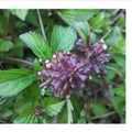 Feng Wo Cao Natural Wild Ceylon Slitwort Dried Herb of Ceylon Leucas Zeylanica Plants for Sale