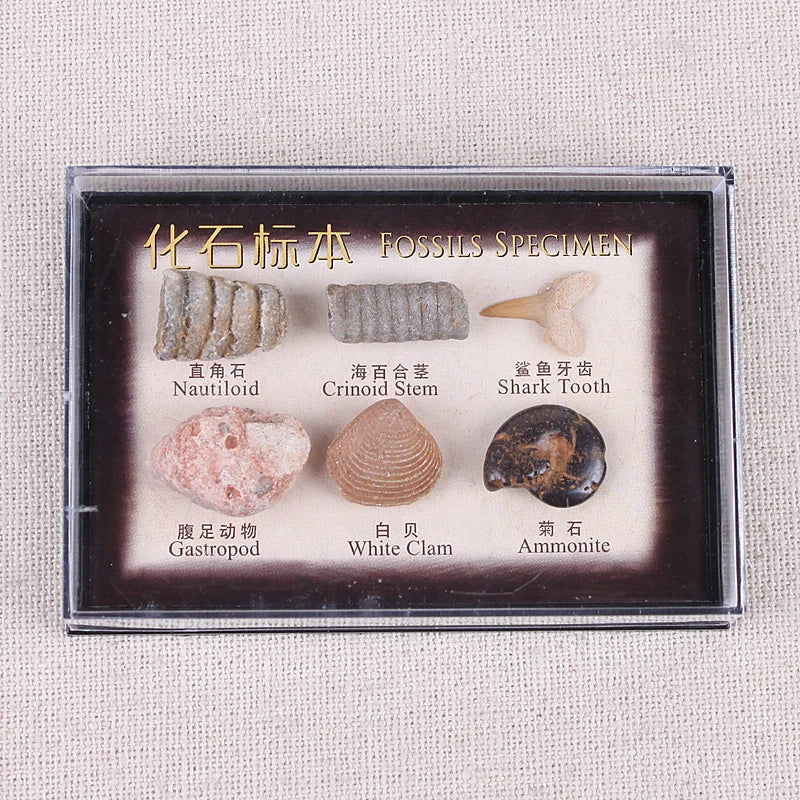 6pcs Natural Ocean Fossil Specimen Science Education Set Fossil Collection Kit