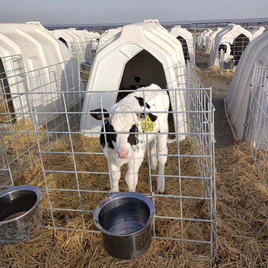 Animal Houses High Standard Plastic Calf Hutch Calf Pen Livestock House for Cattle TERRUI High Quality Cattle House