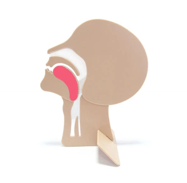 XFT CPR Training Manikin Head Section Model XFT-E0002 Teaching Use First Aid Trachea Display