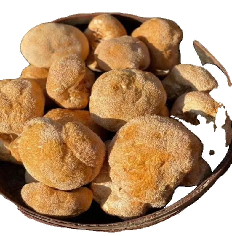 Hou Tou Gu Hotsale Pure Raw Dried Hericium Erinaceus Mushrooms Hericium Erinaceus Fungus for Sale