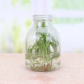 195ml 240ml 350ml 500ml Clear Orchids Glass Tissue Culture Bottle Flask Custom Logo Plastic Screw Lid Agriculture Use Wholesale