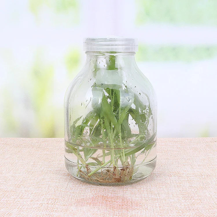 195ml 240ml 350ml 500ml Clear Orchids Glass Tissue Culture Bottle Flask Custom Logo Plastic Screw Lid Agriculture Use Wholesale