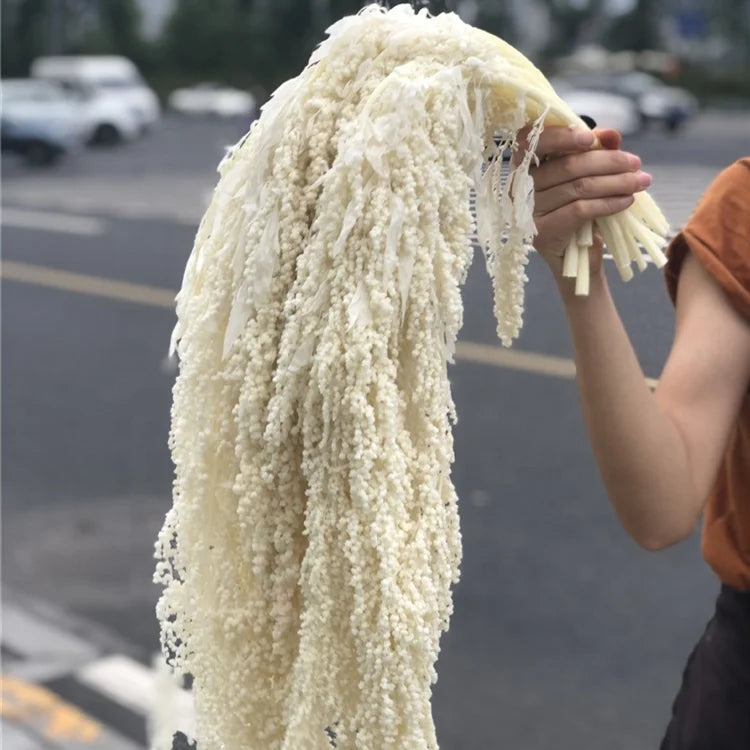 S02115 Natural Flower Preserved Lover's Tear Dried  Amaranthus Preserved Hanging Flower Amaranthus for Flower Arrangement