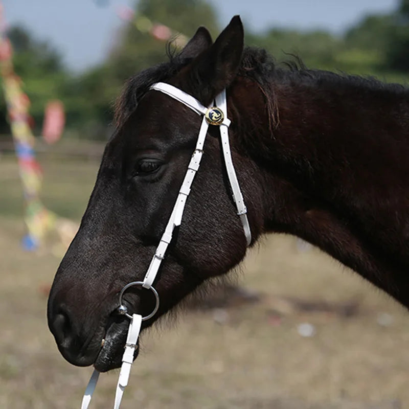 Wholesale Equestrian Western Waterproof Headstall Halter Durable Leather Rein Type Horse Equipment Racing Blue Model PC Plastic