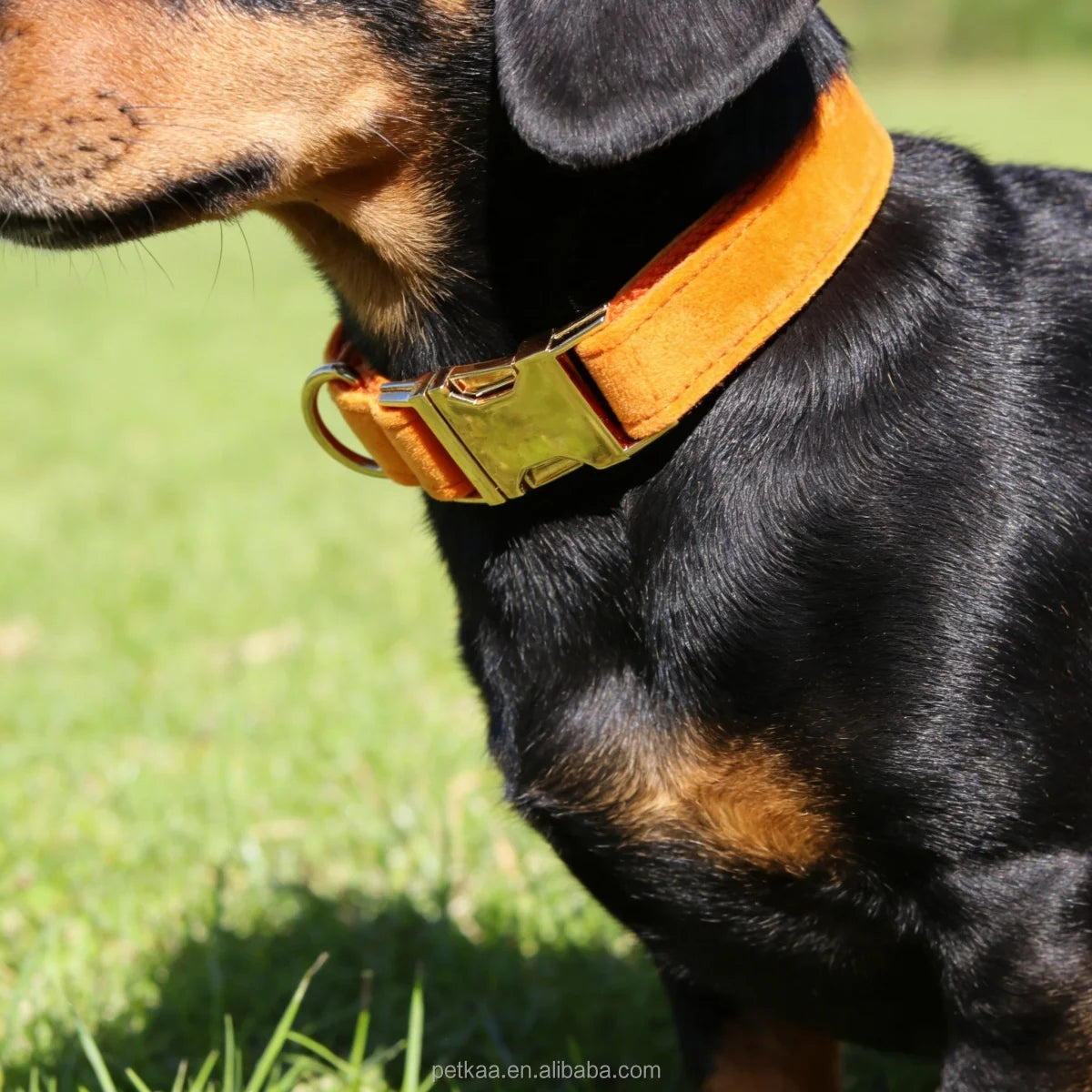 Petkaa Luxury Velvet Orange Pet Accessories Wholesale with Harness Set High Quality Gold Silver Metal Buckle Durable Leash Sets MegaBDM