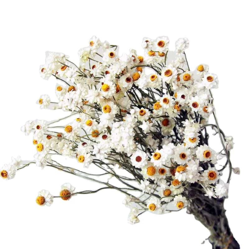 Wholesale Preserved Dried Flowers Preserved Daisies Dry Chamomile Flowers Dried Silver Chrysanthemum for Home Decoration