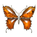 Natural Baltic Sea is not optimized for flower be wrong butterfly pendant brooch double wear