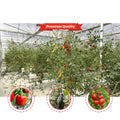 Baolida Tropical Area Cooling Ventilation Control System Sawtooth Roof Multispan Poly Tomato Greenhouse