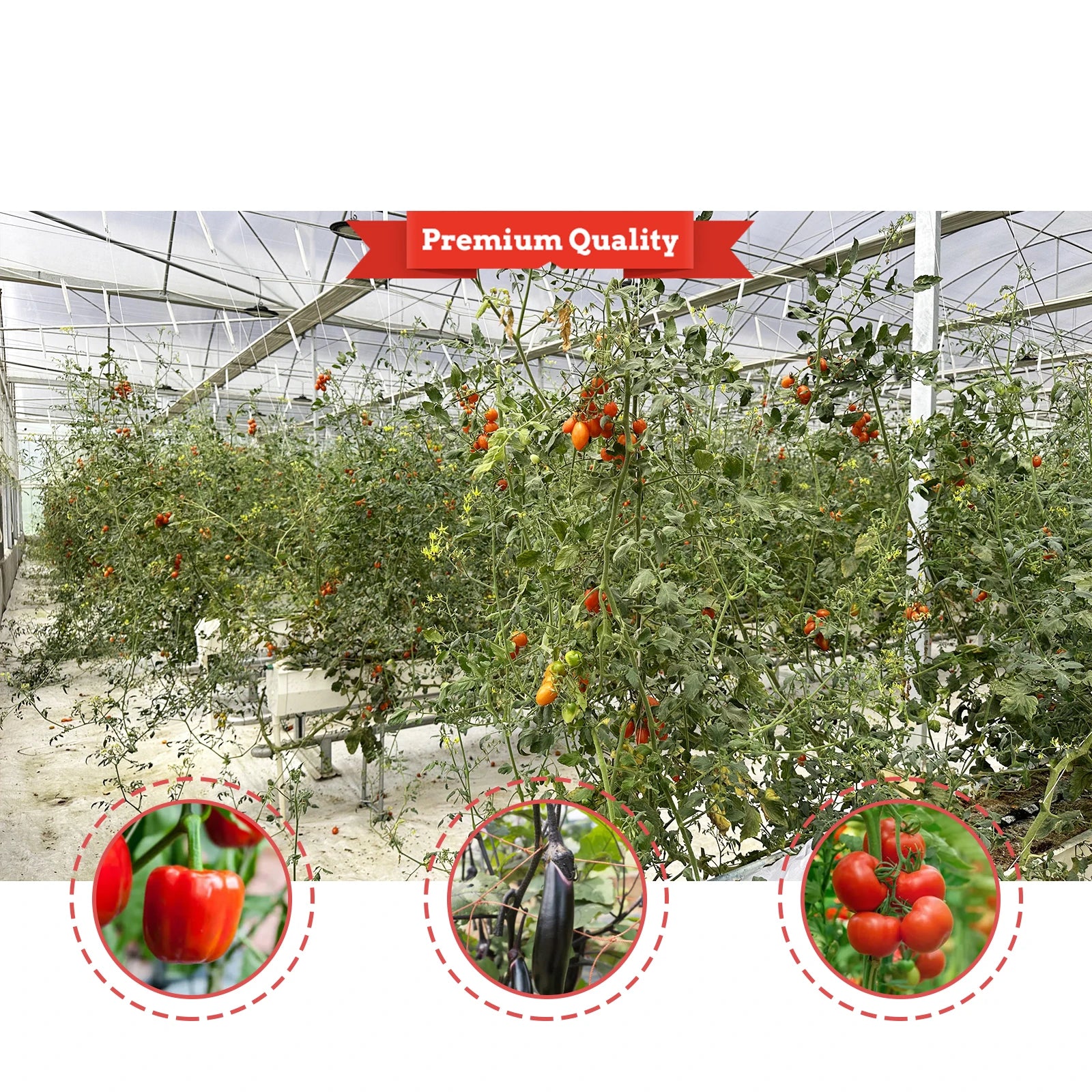 Baolida Tropical Area Cooling Ventilation Control System Sawtooth Roof Multispan Poly Tomato Greenhouse