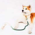 Wholesale Strong Braided Gradient Ramp Cotton Rope Pet Dog Leash