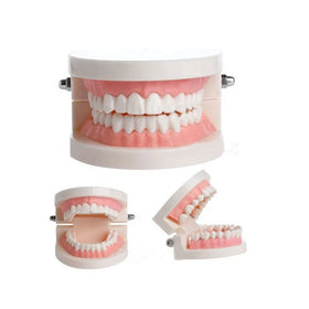 High Quality SandraDent Dental Model PVC Material Oral Teaching Upper Lower Jaw Educational Supplies Multi-Purpose Oral Hygiene
