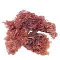 Wholesale Dried New Raw Gelidium Amansii for Food
