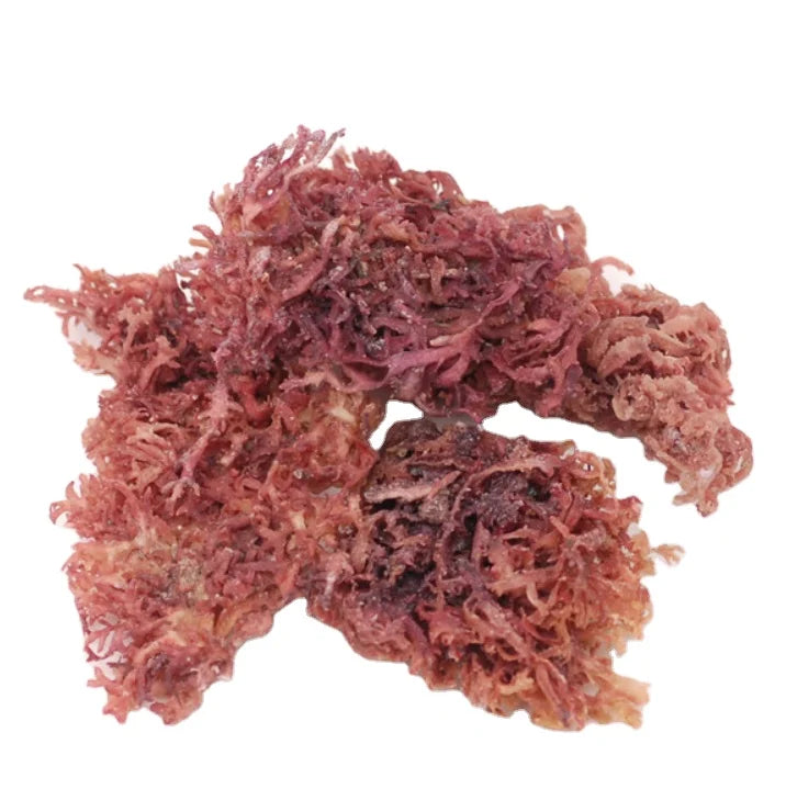 Wholesale Dried New Raw Gelidium Amansii for Food