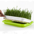 Seedling Germination Tray Bean Soilless Cultivation Plastic Nursery Tray BPA Free Sprout Grow Box Flower Pot for Garden Home