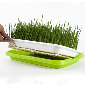 Seedling Germination Tray Bean Soilless Cultivation Plastic Nursery Tray BPA Free Sprout Grow Box Flower Pot for Garden Home