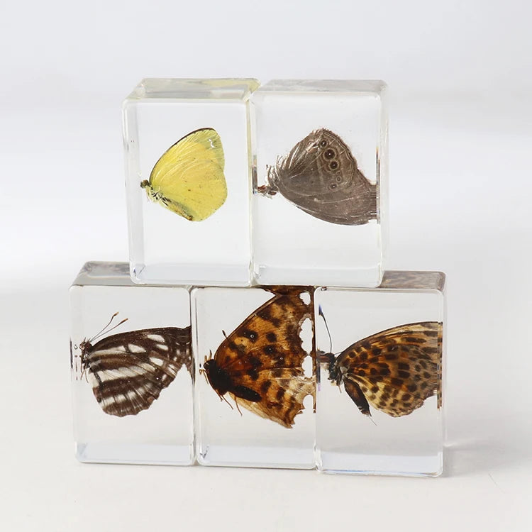 Butterfly Specimen Resin Crafts Insect Real Insect Resin Crafts Amber Handicraft Acrylic Crystal Paperweight