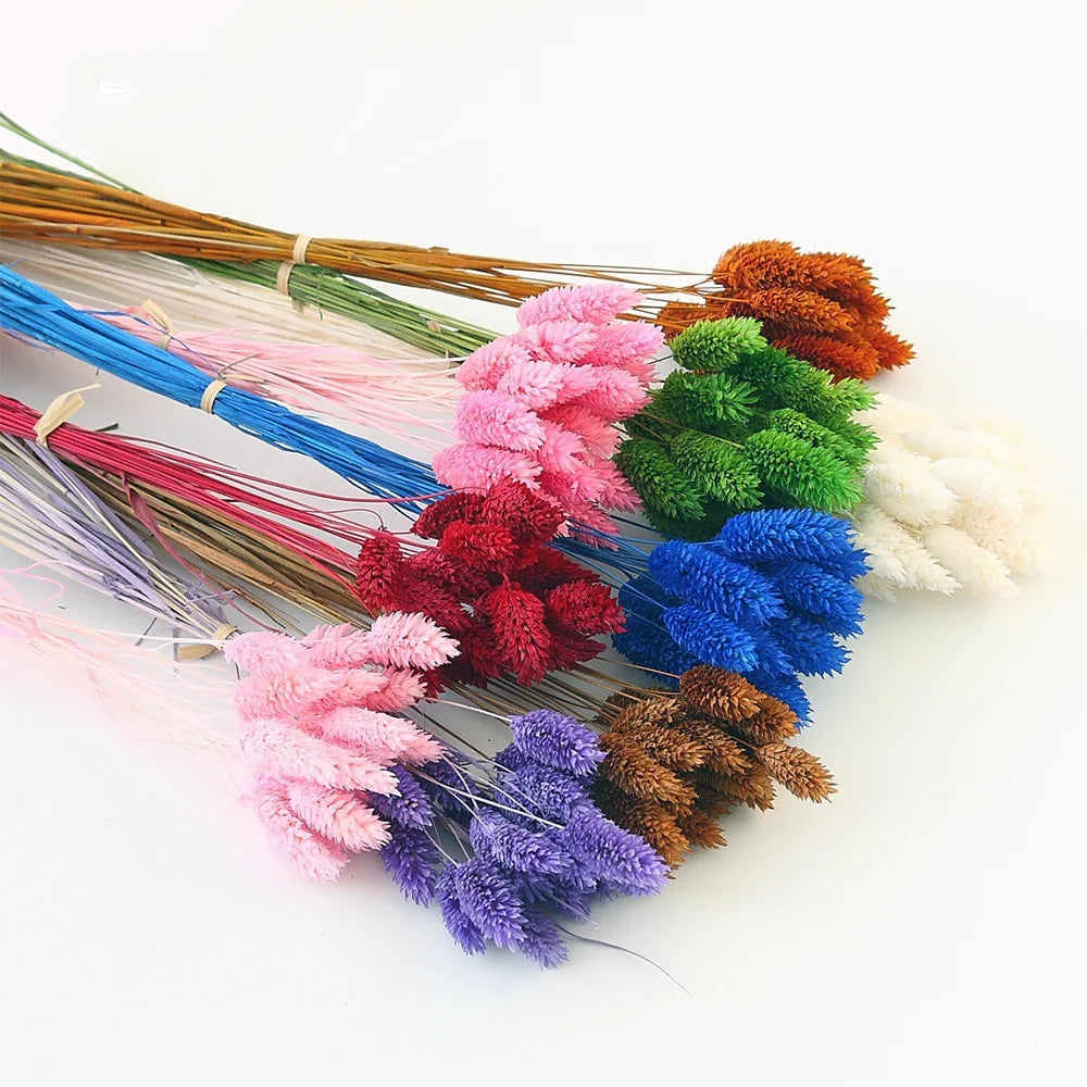 M104 Wedding Home Decor Dried Flower Bouquet Dried Jewel Grass Dog Tail Grass Preserved Natural Real Dried Phalaris Flower MegaBDM