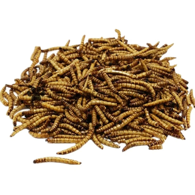 Dried Mealworm for Bird Food Chicken Food Pet Food