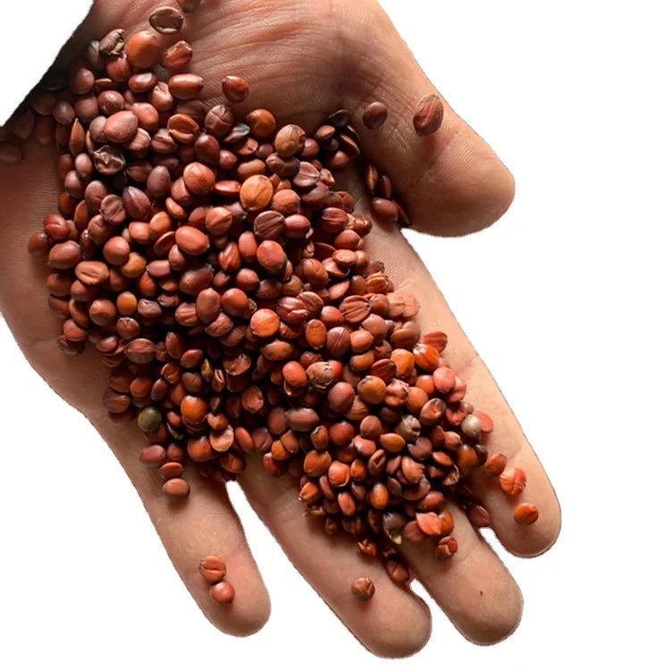 Suanzaoren Red Brown Natural Raw Pure Wild Jujube Kernel for Herb