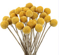 20 Pcs Golden Ball Dried Flower Bouquet Natural Dried Floral for Home Kitchen Bedroom Table Desk Arrangement Decor