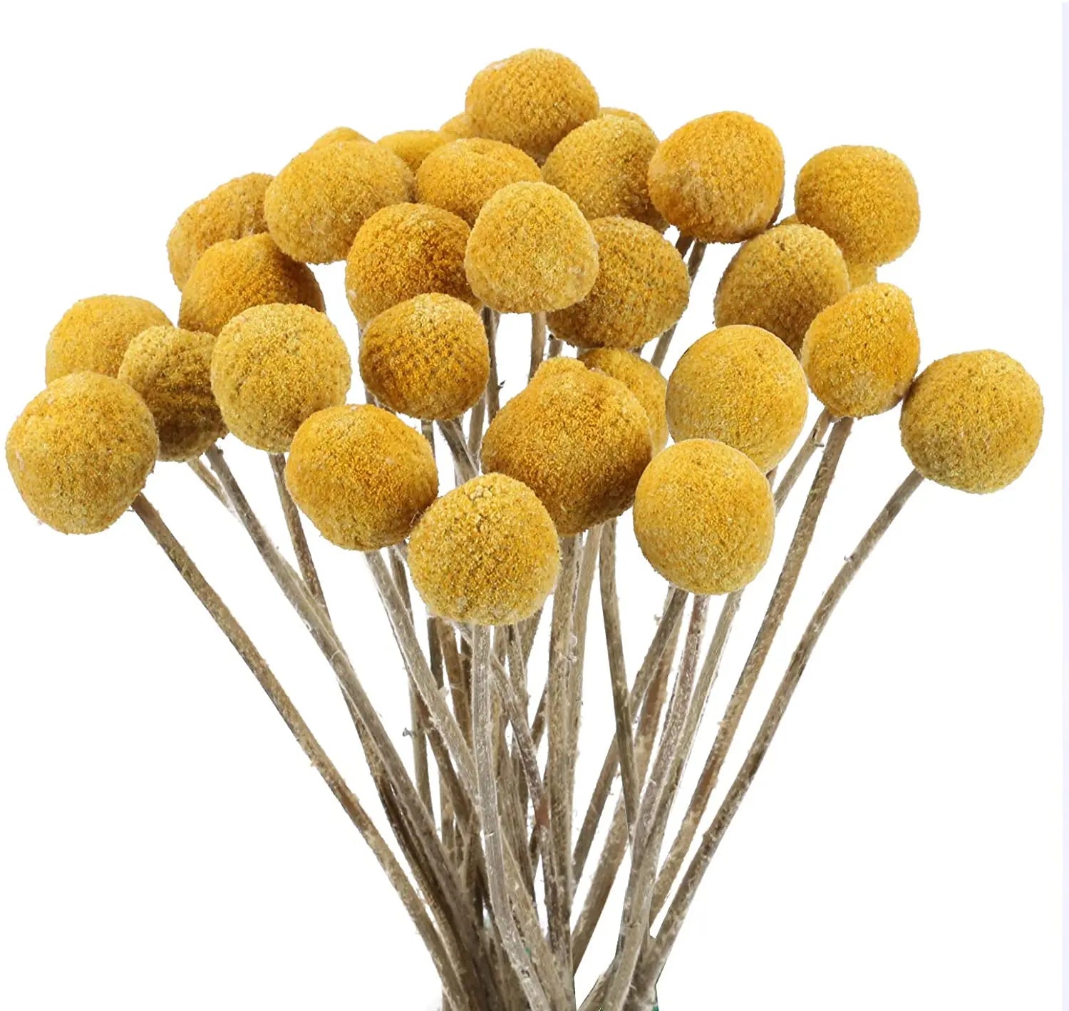 20 Pcs Golden Ball Dried Flower Bouquet Natural Dried Floral for Home Kitchen Bedroom Table Desk Arrangement Decor