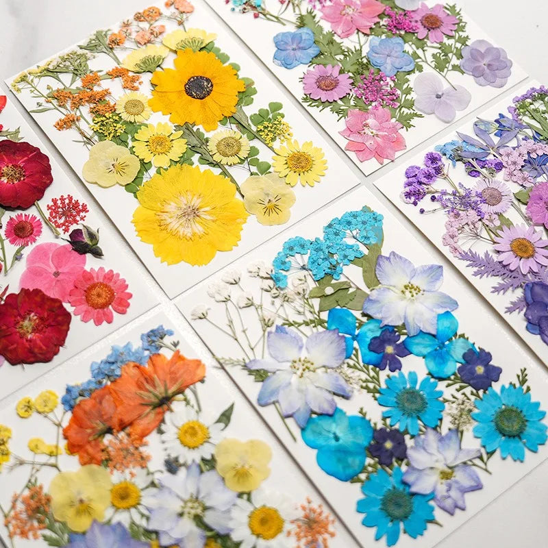 Flower Suppliers Real Mix Mini Flower Press Tiny Pressed Flower Dried Pressed Daisy Flowers Bulk for Resin Photo Frame DIY Craft