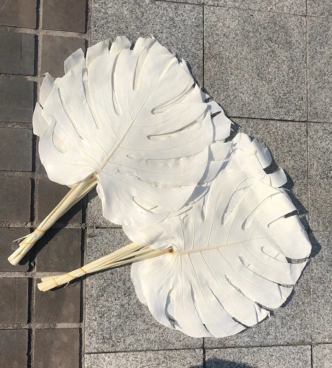 E-B0153 Hot Sale Colorful Natural Preserved Monstera Real Monstera Leaf Dry Preserved Monstera Leaf for Wedding Decoration