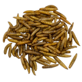 High Protein Black Soldier Fly Larvae for Pet Food