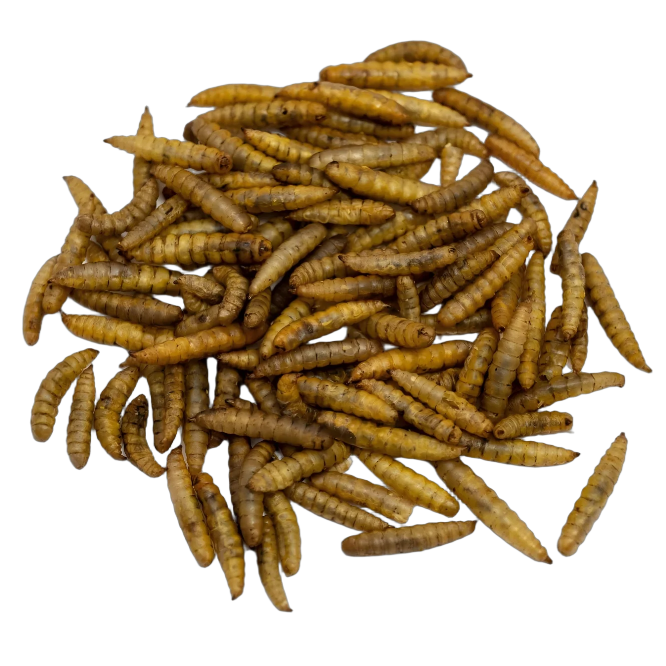 High Protein Black Soldier Fly Larvae for Pet Food