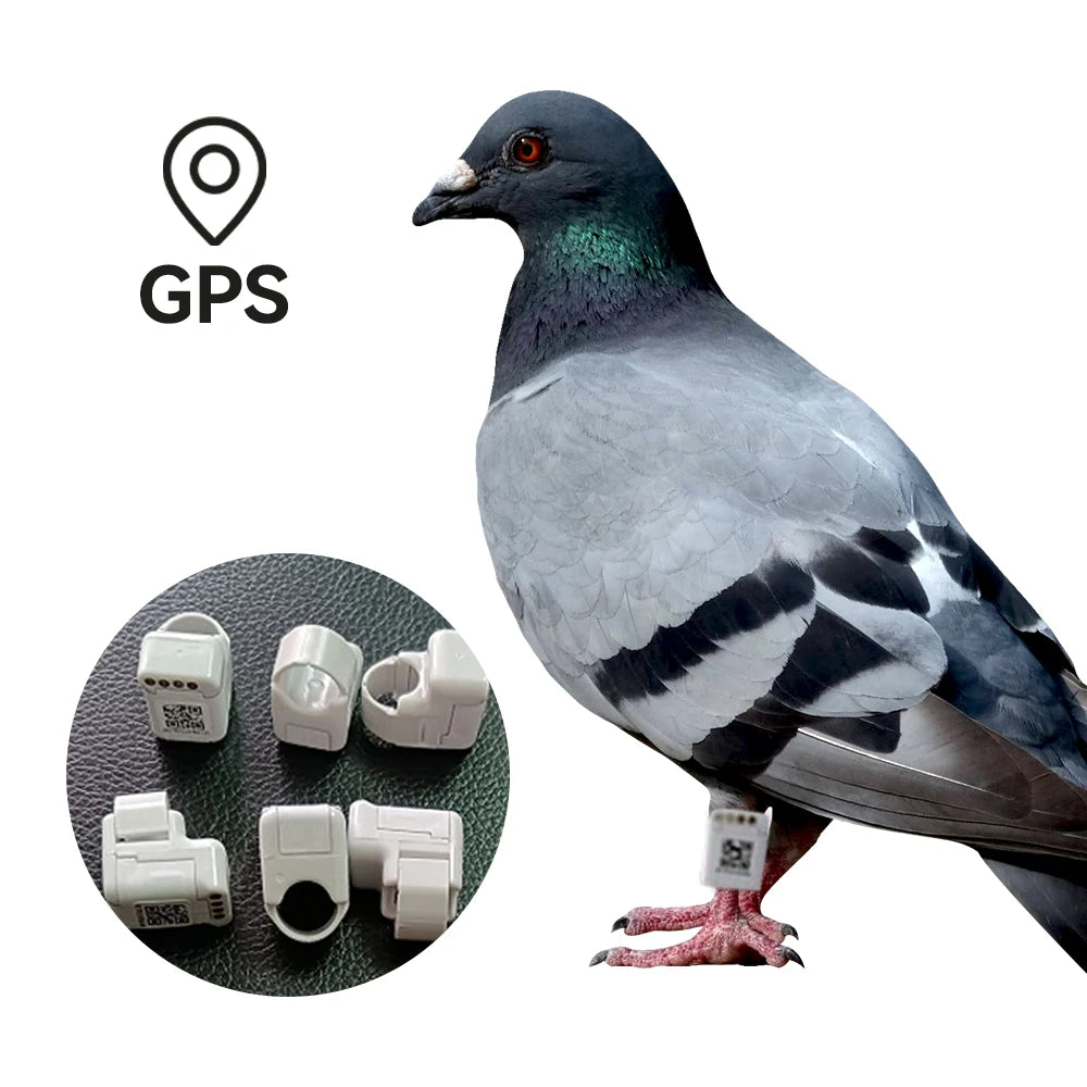 Real-time GPS Tracking Ring for Birds Durable Pigeon Positioning Rings Connecting With APP
