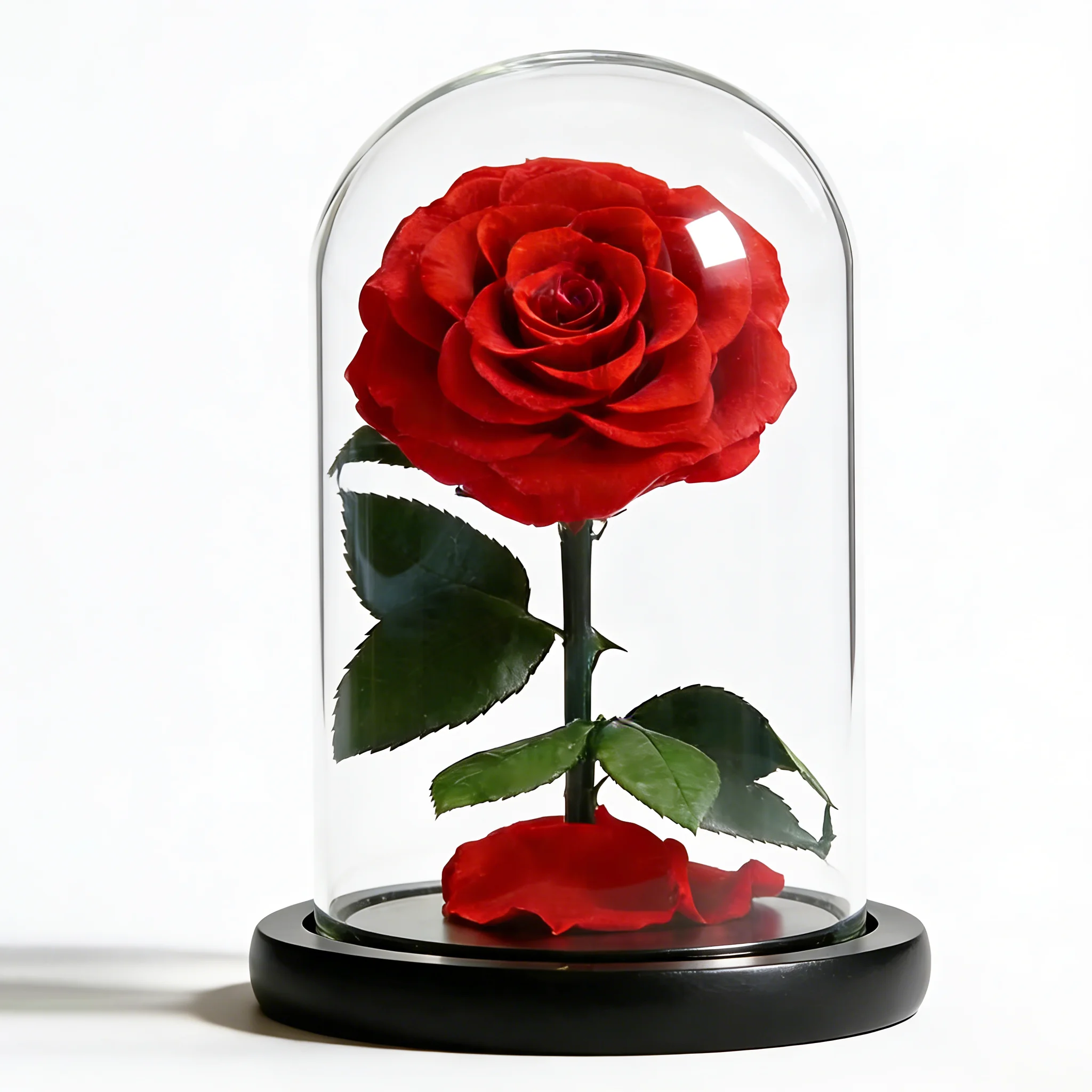 Valentine's Day Wedding Mothers Decor Surprise Idea  Colorful Real Preserved Eternal Rose Flowers in a Glass Dome for Wife Gift