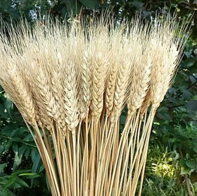 Natural Dried Wheat Flowers for Home Decor Preservative Technique for Christmas and Valentine's Day Decoration