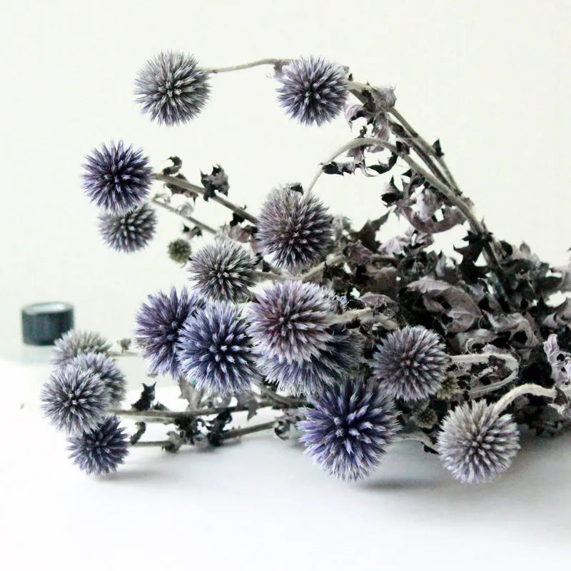 Wholesale Colorful Decorative Flowers Dried Globe Thistle Dried Echinops Preserved Blue Eryngium Flowers for Home Wedding Decor