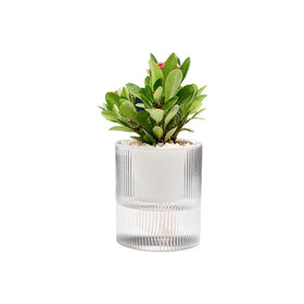 BRICE 12*10CM China Bulk Self Watering PP Plastic Country Style Transparent Flower Pots Nursery Planter Garden Home