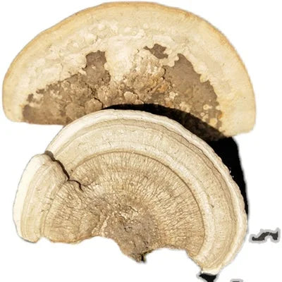 Great Quality Dried Wild Raw Whole Bulk Polystictus Trametes Orientalis Mushroom From China Origin for Sale