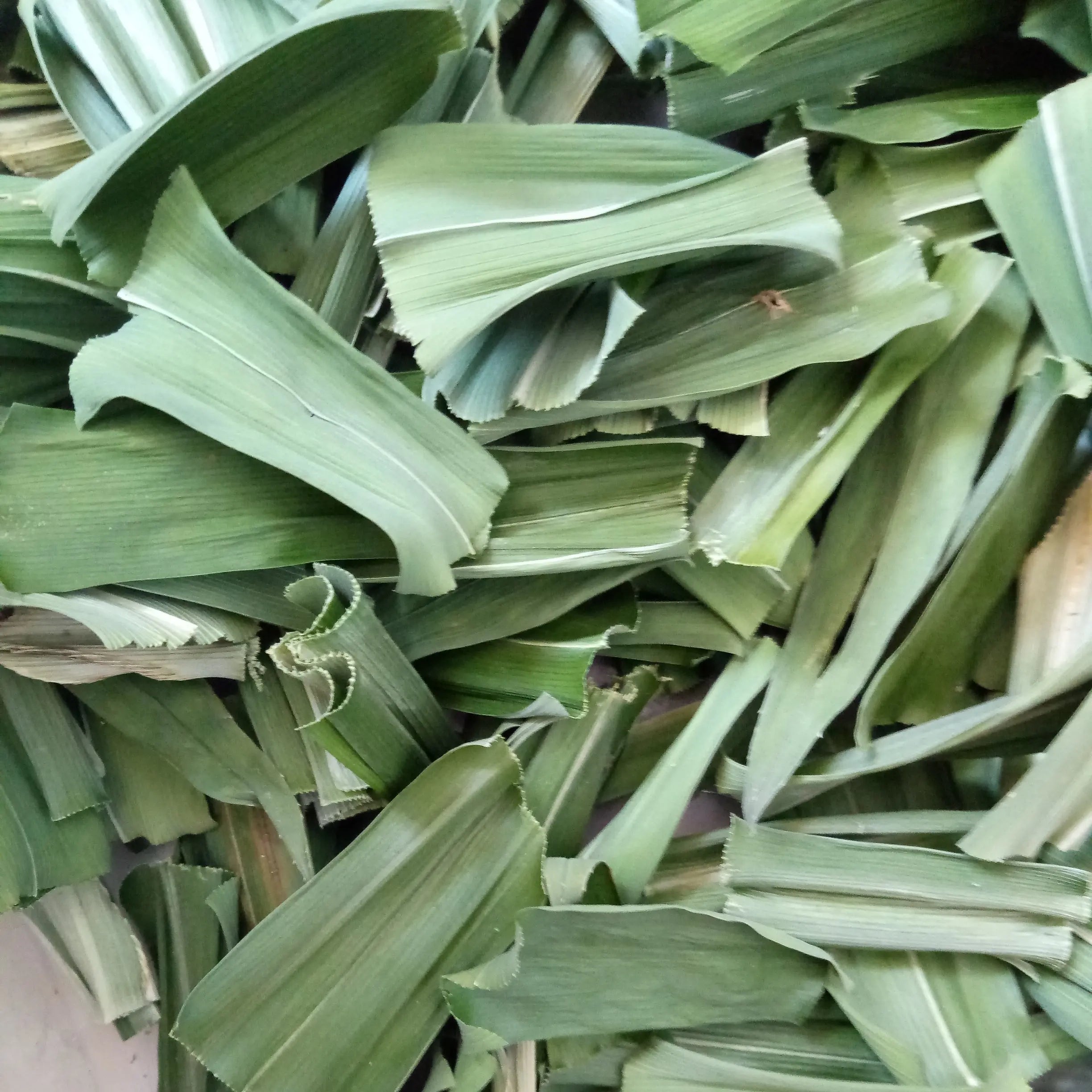 1kg Green Raw Dried Sun-Dried Pandanus Leaf Tropical Screw Pine Leaf for Spice