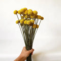 INS Hot Selling Preserved Craspedia Billy Ball Flowers Dry Craspedia Golden Balls Yellow Natural Home Decor Dried Flowers