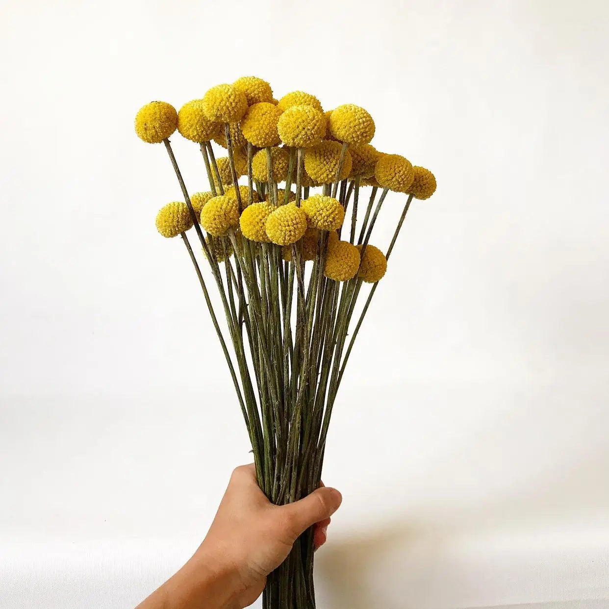 INS Hot Selling Preserved Craspedia Billy Ball Flowers Dry Craspedia Golden Balls Yellow Natural Home Decor Dried Flowers