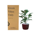 Custom Logo Recycled Big Size Cardboard Paper Corrugated Shipping Box for Plants
