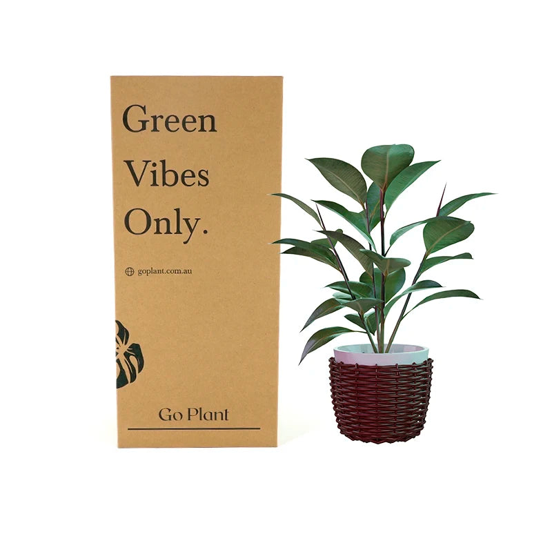 Custom Logo Recycled Big Size Cardboard Paper Corrugated Shipping Box for Plants