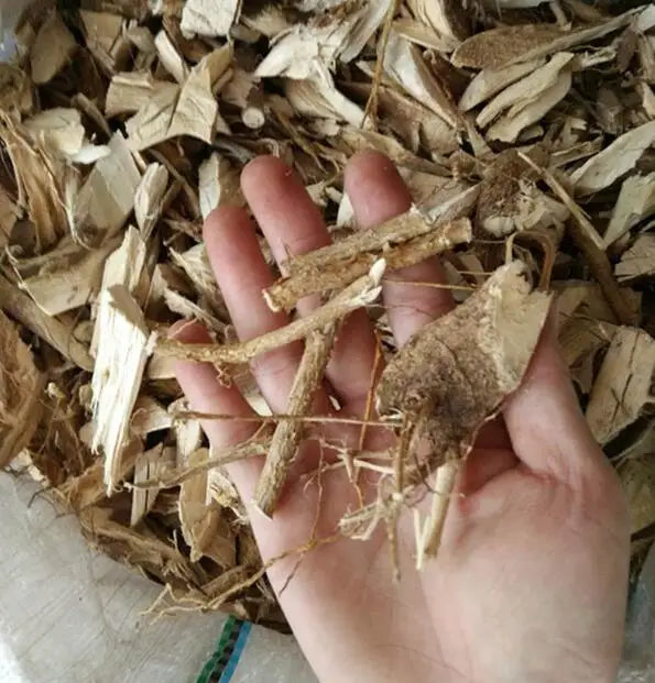 Da Fa Han Natural Chinese Box Orange Boxthorn Dried Atalantia Buxifolia Root Slices for Herb